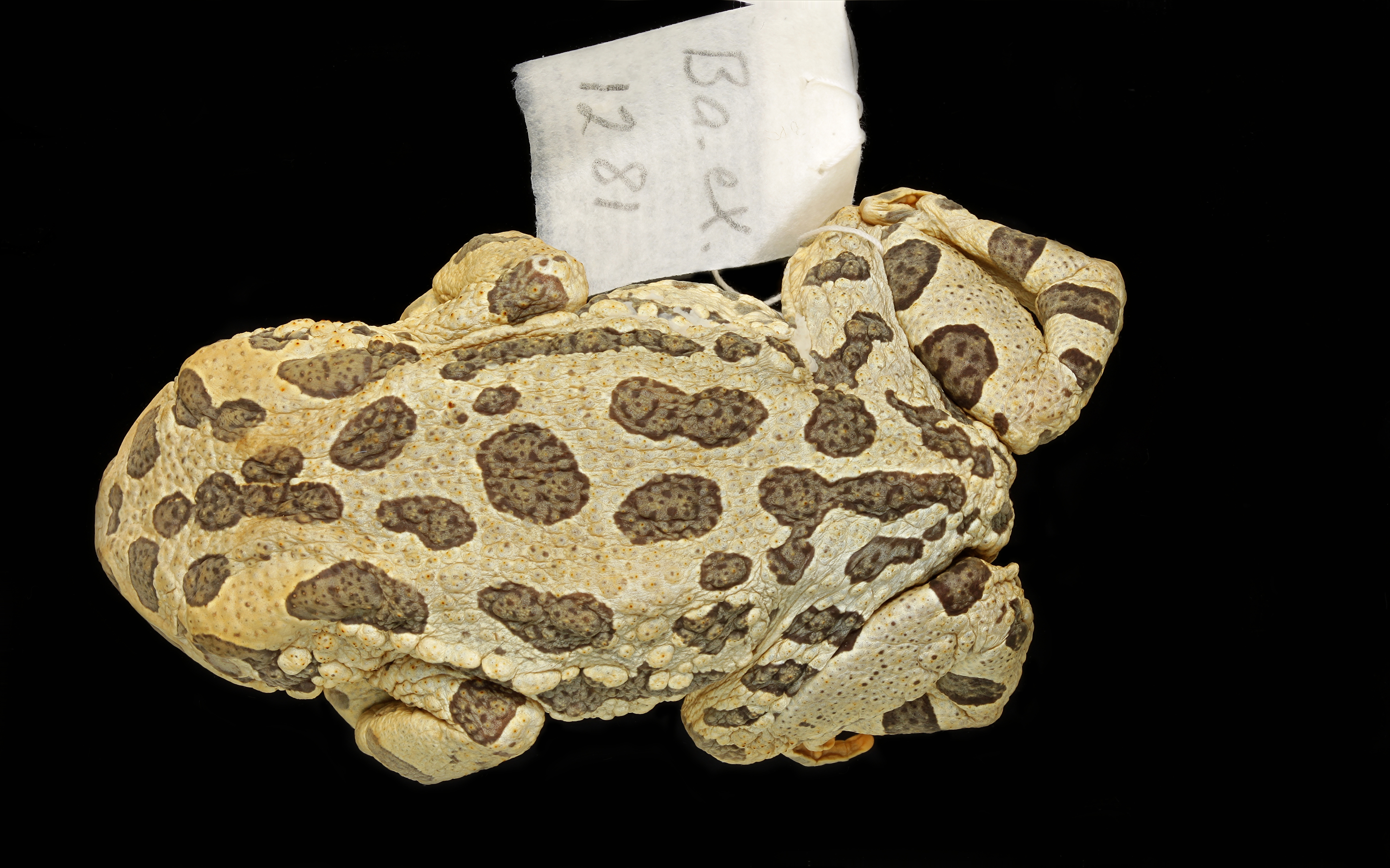Bufotes variabilis