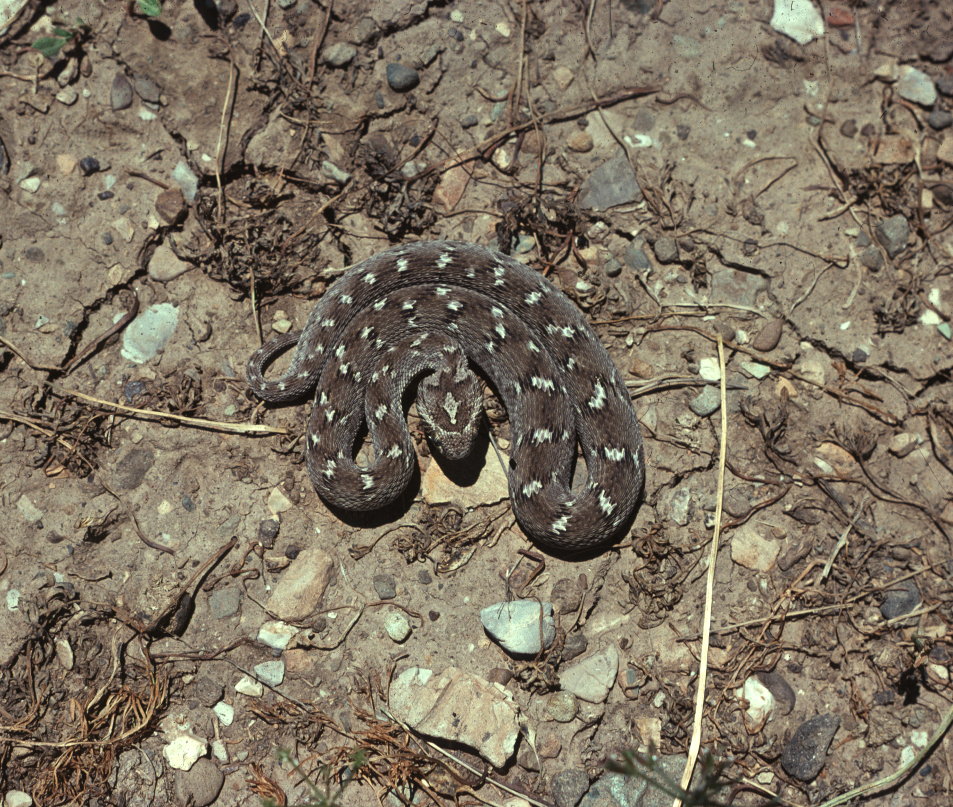 Echis leucogaster