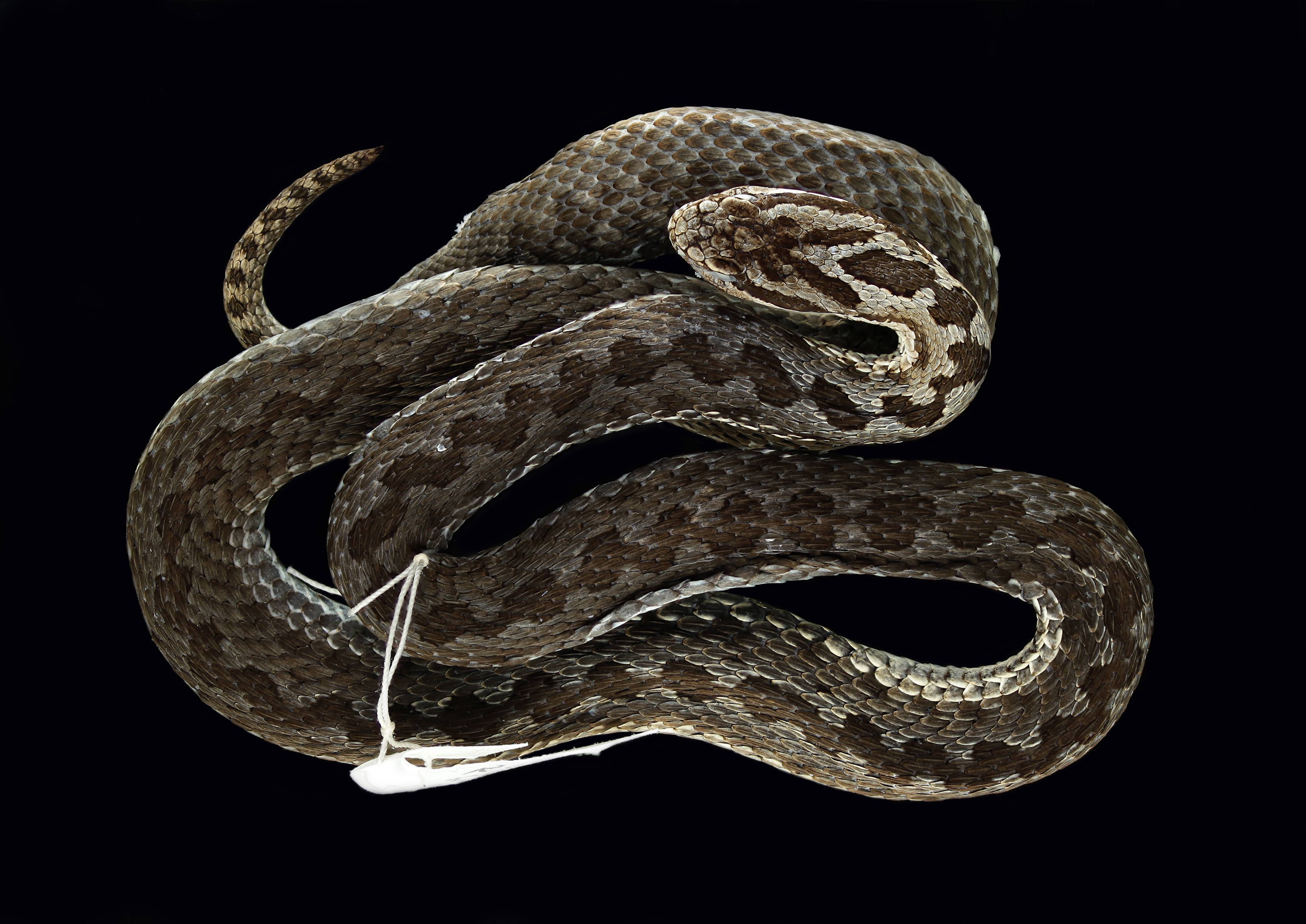 Vipera altaica thumbnail